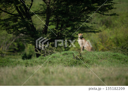 Female cheetah sits watching camera from mound Female cheetah sits watching camera from mound 135182209