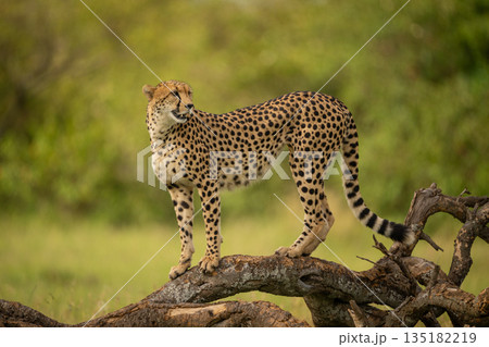 Female cheetah stands on log looking round 135182219