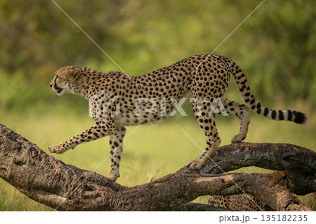 Female cheetah walks on log in profile 135182235