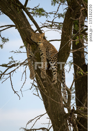 Female leopard lies resting chin on branch 135182250
