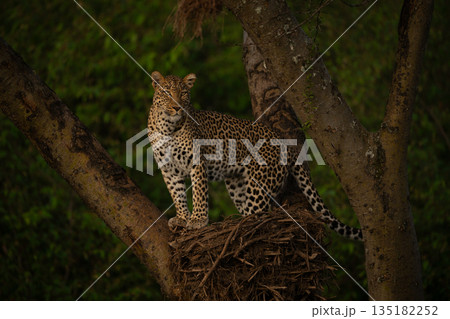 Female leopard looks down from hamerkop nest Female leopard looks down from hamerkop nest 135182252
