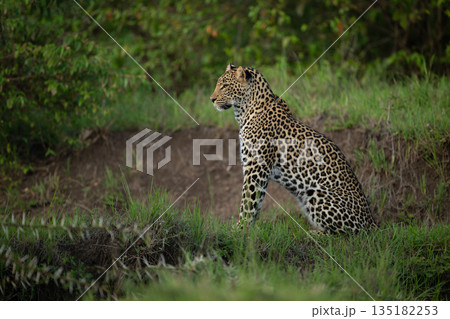 Female leopard sits in profile on riverbank Female leopard sits in profile on riverbank 135182253