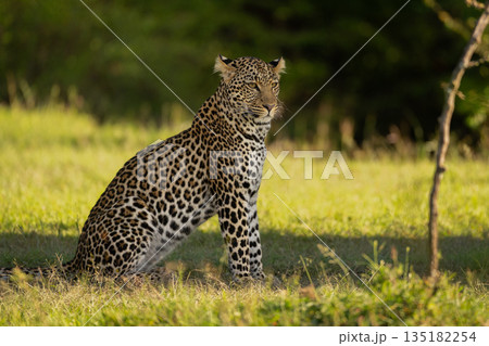 Female leopard sits in shade on grass Female leopard sits in shade on grass 135182254