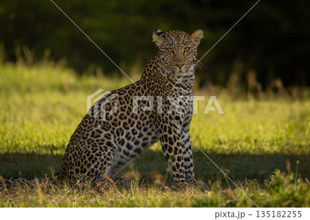 Female leopard sits in shade watching camera Female leopard sits in shade watching camera 135182255