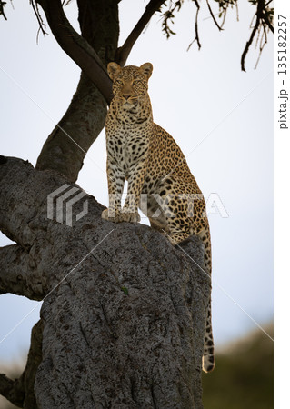Female leopard sits looking down from tree Female leopard sits looking down from tree 135182257