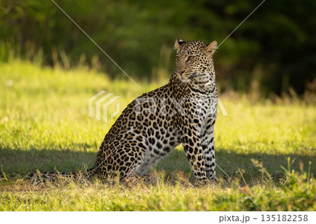 Female leopard sits looking round in shade Female leopard sits looking round in shade 135182258