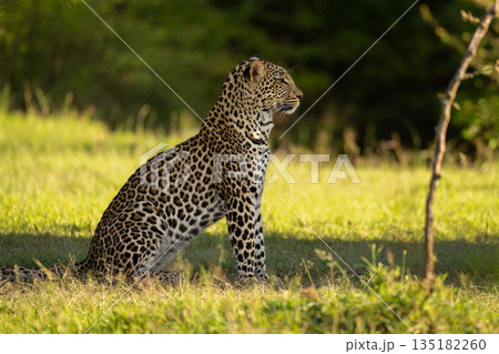 Female leopard sits on grass in shade Female leopard sits on grass in shade 135182260