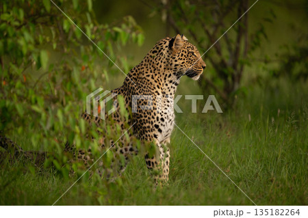 Female leopard sits under bush in profile Female leopard sits under bush in profile 135182264