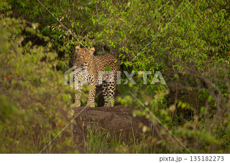 Female leopard stands looking down from rock 135182273