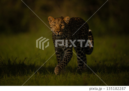 Female leopard walks towards camera through shadows 135182287