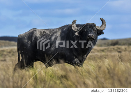 Water buffalo, Bubalus bubalis, species introduced in Argentina, La Pampa province, Patagonia. Water buffalo, Bubalus bubalis, species introduced in Argentina, La Pampa province, Patagonia. 135182302