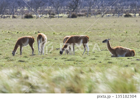 Lama animal, , in pampas grassland environment, La Pampa province, Patagonia, Argentina Lama animal, , in pampas grassland environment, La Pampa province, Patagonia, Argentina 135182304