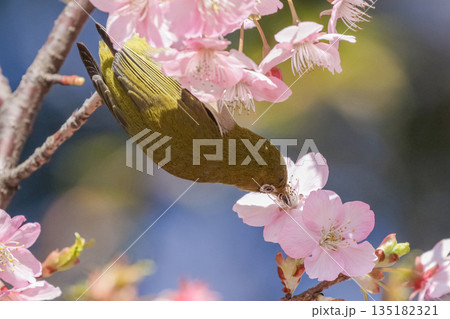 河津桜の蜜を吸うメジロ 135182321