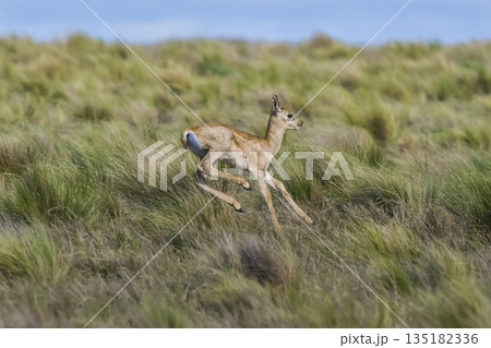 Blackbuck Antelope in Pampas plain environment, La Pampa province, Argentina Blackbuck Antelope in Pampas plain environment, La Pampa province, Argentina 135182336