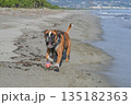 German Boxer Dog plyaing ball at Golf Sagone Corsica France beautyful sand Beach boats mountain village Tourism concept German Boxer Dog plyaing ball at Golf Sagone Corsica France beautyful sand Beach boats mountain village Tourism concept 135182363