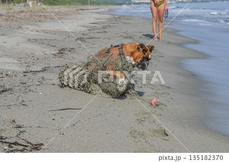 German Boxer Dog plyaing ball at Golf Sagone Corsica France beautyful sand Beach boats mountain village Tourism concept German Boxer Dog plyaing ball at Golf Sagone Corsica France beautyful sand Beach boats mountain village Tourism concept 135182370