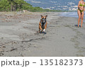 German Boxer Dog plyaing ball at Golf Sagone Corsica France beautyful sand Beach boats mountain village Tourism concept German Boxer Dog plyaing ball at Golf Sagone Corsica France beautyful sand Beach boats mountain village Tourism concept 135182373