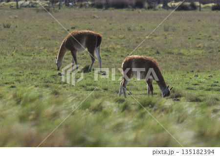 Lama animal, , in pampas grassland environment, La Pampa province, Patagonia, Argentina Lama animal, , in pampas grassland environment, La Pampa province, Patagonia, Argentina 135182394