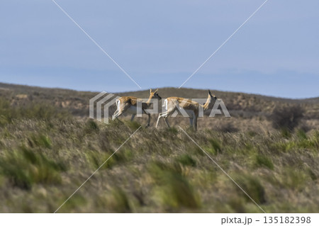 Blackbuck Antelope in Pampas plain environment, La Pampa province, Argentina 135182398