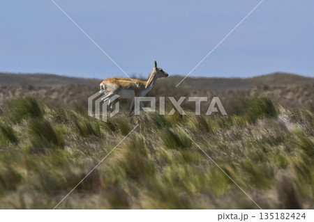 Blackbuck Antelope in Pampas plain environment, La Pampa province, Argentina 135182424