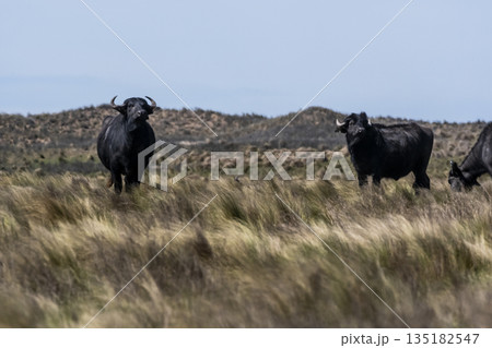 Water buffalo, Bubalus bubalis, species introduced in Argentina, La Pampa province, Patagonia. Water buffalo, Bubalus bubalis, species introduced in Argentina, La Pampa province, Patagonia. 135182547