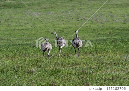 Greater Rhea, Rhea americana, in Pampas coutryside environment, La Pampa province, ,Brazil. 135182706