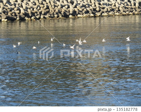 花見川河口の冬の渡り鳥ユリカモメ 花見川河口の冬の渡り鳥ユリカモメ 135182778