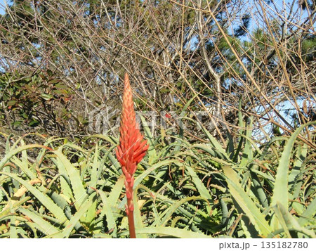 筒状の花を紡錘状咲かす医者要らずキダチアロエの花 筒状の花を紡錘状咲かす医者要らずキダチアロエの花 135182780