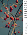 晩秋の空と枝に実った赤い柿 135182782
