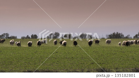 Steers and sheeps fed on pasture, La Pampa, Argentina Steers and sheeps fed on pasture, La Pampa, Argentina 135182801