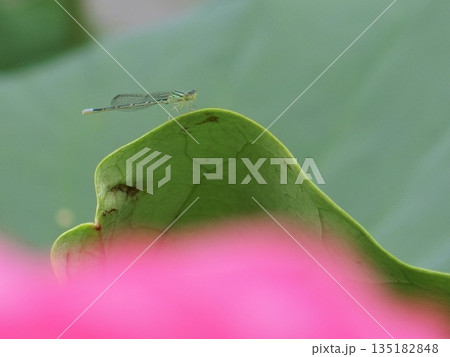 ハスの葉に止まるイトトンボとハスの花のボケ ハスの葉に止まるイトトンボとハスの花のボケ 135182848