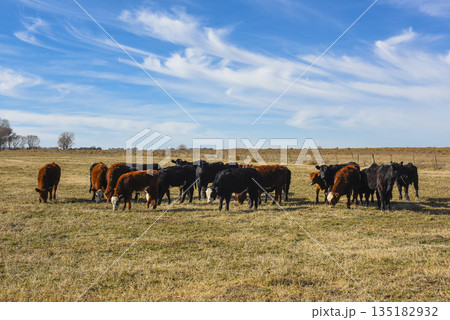 Herd of cows in Pampas Countryside, Herd of cows in Pampas Countryside, 135182932