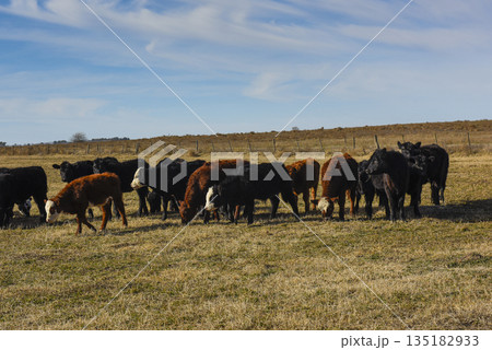 Cows grazing in the field, in the Pampas plain, Argentina Cows grazing in the field, in the Pampas plain, Argentina 135182933