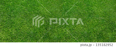 Lush green lawn texture providing natural background Lush green lawn texture providing natural background 135182952
