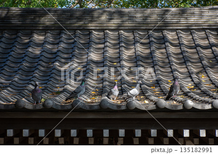神社の屋根に集まる鳩 135182991