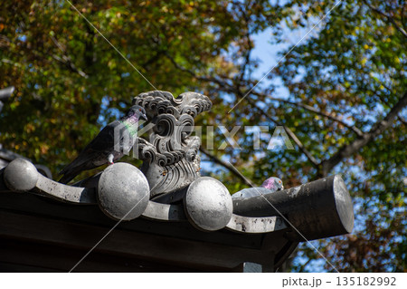 神社の屋根に止まる鳩 135182992
