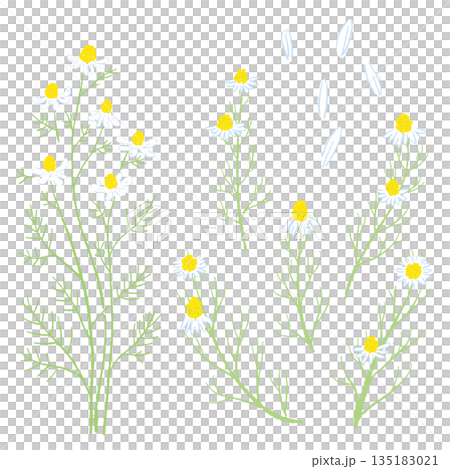 手繪彩色洋甘菊插圖（邊框、花圈、圖案等） 135183021