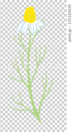 Hand-drawn color illustrations of chamomile (frames, wreaths, patterns, etc.) 135183039