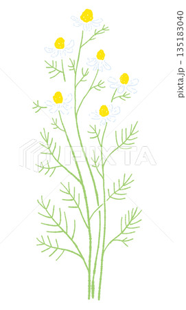 カモミールの手書き風カラーイラスト素材（フレーム・リース・パターンなど） 135183040