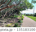 海を望む公園内の遊歩道と新緑の木々 135183100