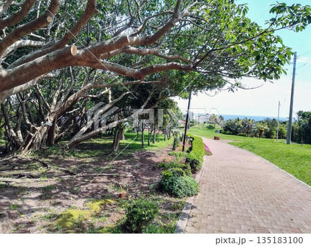 海を望む公園内の遊歩道と新緑の木々 135183100
