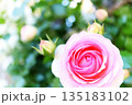 庭園に咲く明るいピンク色のバラの花 135183102