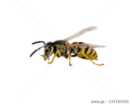 Wasp isolated on white background Wasp isolated on white background 135183103