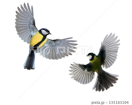 two great tit in flight isolated on white background 135183104