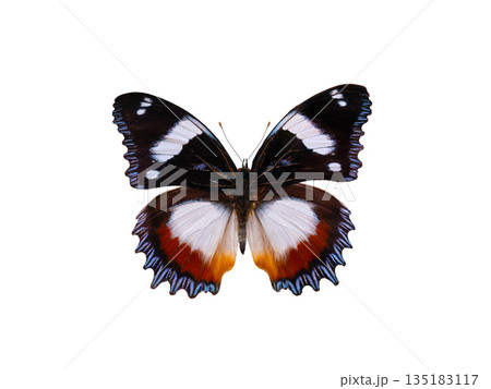 butterfly Hypolimnas dexithea isolated on white background 135183117