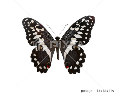 butterfly papilio demodocus isolated on white background butterfly papilio demodocus isolated on white background 135183119