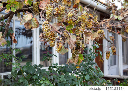 The decomposition of the grapes could lead to harvesting for sweet white wines The decomposition of the grapes could lead to harvesting for sweet white wines 135183134