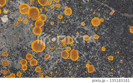 Orange lichen growing on rustic dark rock surface 135183181