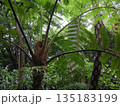 奄美大島の原生林に自生する巨大なヒカゲヘゴ 135183199