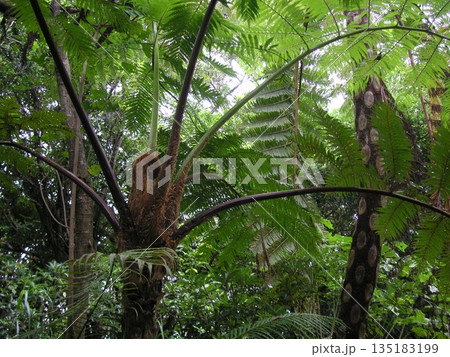 奄美大島の原生林に自生する巨大なヒカゲヘゴ 135183199